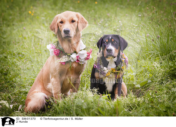 2 Hunde / 2 dogs / SM-01370