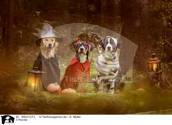 3 Hunde / 3 dogs / SM-01373