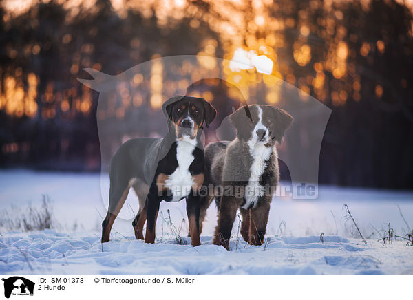 2 Hunde / SM-01378
