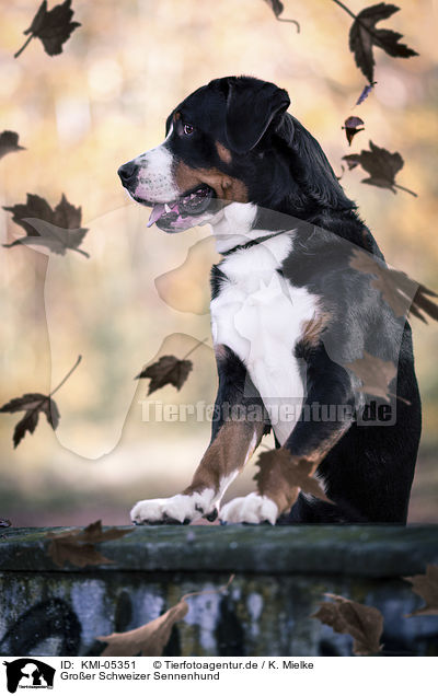Gro�er Schweizer Sennenhund / Great Swiss Mountain Dog / KMI-05351