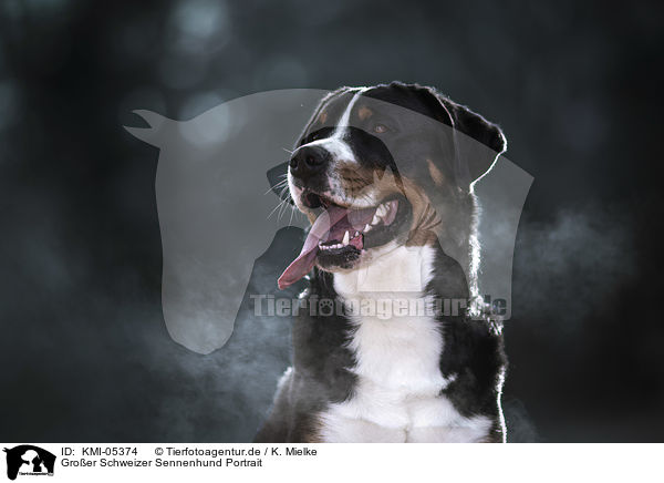Gro�er Schweizer Sennenhund Portrait / Great Swiss Mountain Dog portrait / KMI-05374