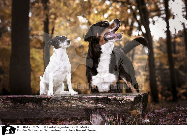 Groer Schweizer Sennenhund mit Jack Russell Terrier / Great Swiss Mountain Dog with Jack Russell Terrier / KMI-05375
