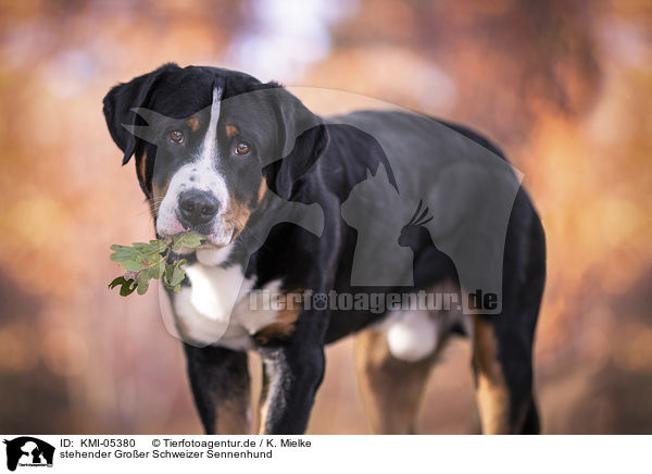 stehender Groer Schweizer Sennenhund / standing Great Swiss Mountain Dog / KMI-05380