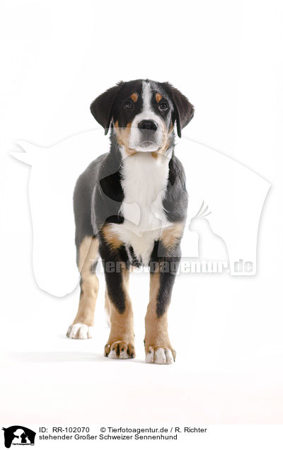 stehender Groer Schweizer Sennenhund / RR-102070