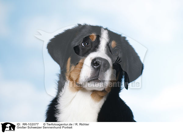 Groer Schweizer Sennenhund Portrait / RR-102077