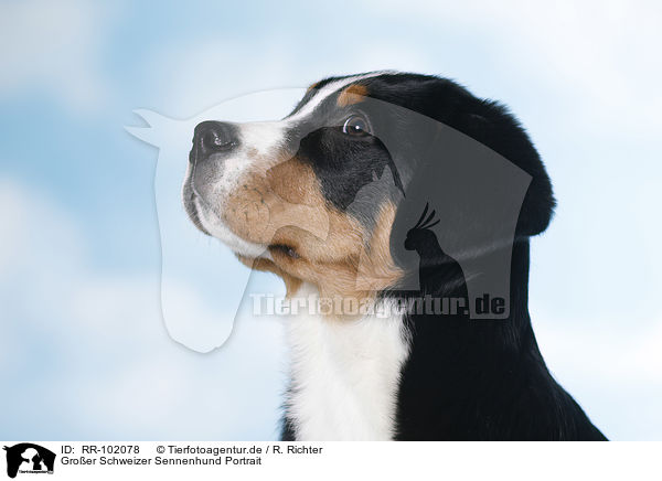 Groer Schweizer Sennenhund Portrait / RR-102078