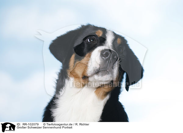 Groer Schweizer Sennenhund Portrait / RR-102079