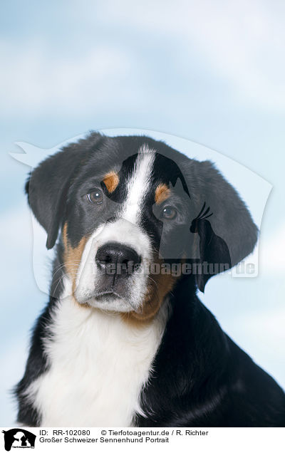 Groer Schweizer Sennenhund Portrait / RR-102080