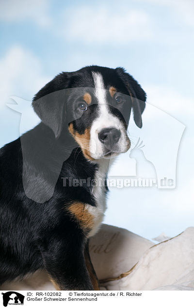 Groer Schweizer Sennenhund / RR-102082