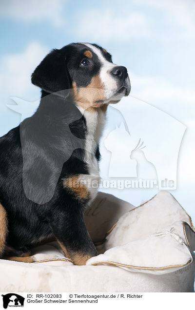 Groer Schweizer Sennenhund / Great Swiss Mountain Dog / RR-102083