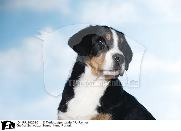 Groer Schweizer Sennenhund Portrait / RR-102086