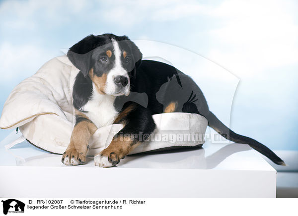 liegender Groer Schweizer Sennenhund / lying Great Swiss Mountain Dog / RR-102087