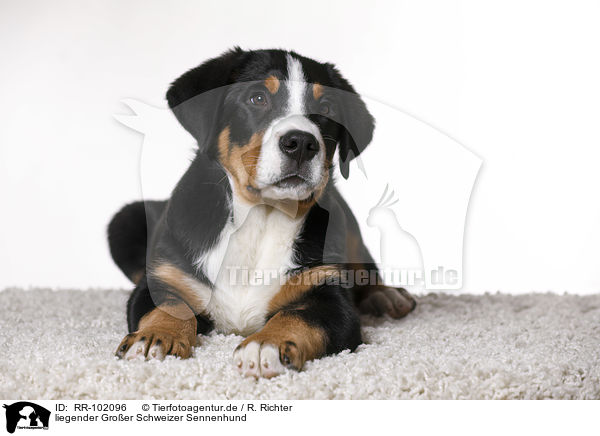 liegender Groer Schweizer Sennenhund / RR-102096