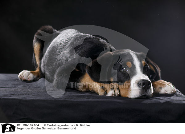 liegender Groer Schweizer Sennenhund / RR-102104