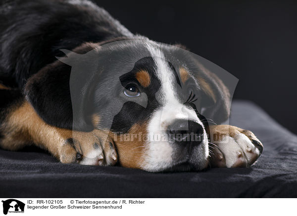 liegender Groer Schweizer Sennenhund / RR-102105