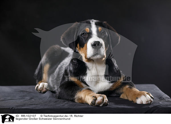 liegender Groer Schweizer Sennenhund / RR-102107