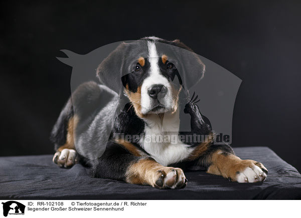 liegender Groer Schweizer Sennenhund / RR-102108