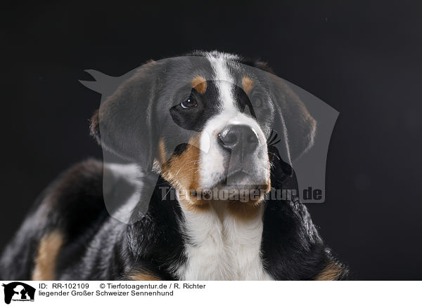 liegender Groer Schweizer Sennenhund / RR-102109