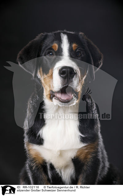 sitzender Groer Schweizer Sennenhund / RR-102116