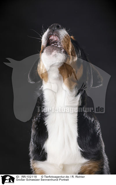 Groer Schweizer Sennenhund Portrait / RR-102118