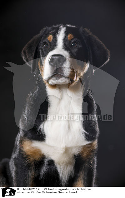 sitzender Groer Schweizer Sennenhund / RR-102119