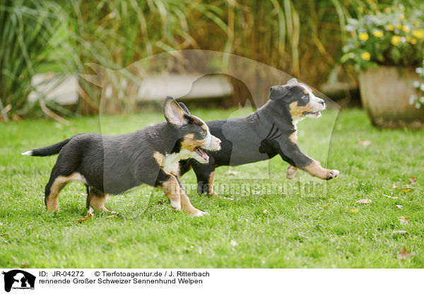 rennende Groer Schweizer Sennenhund Welpen / JR-04272