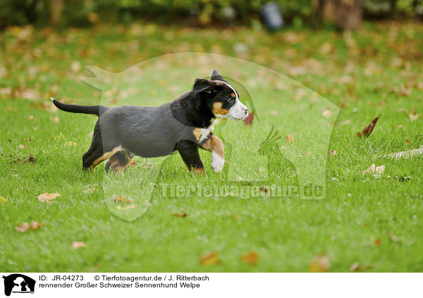 rennender Groer Schweizer Sennenhund Welpe / JR-04273