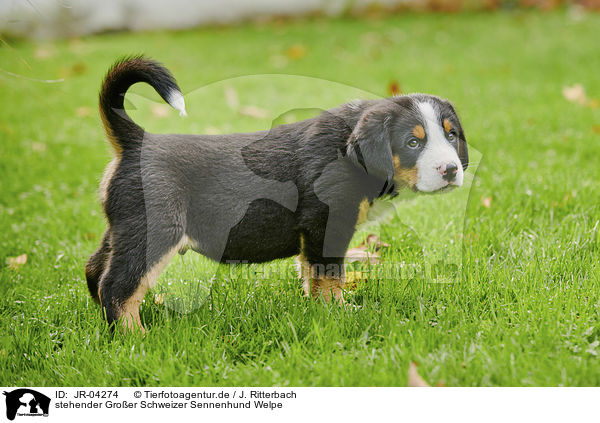 stehender Groer Schweizer Sennenhund Welpe / JR-04274