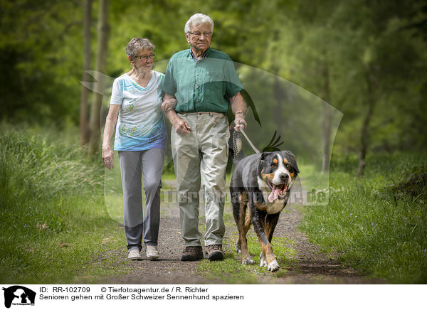Senioren gehen mit Groer Schweizer Sennenhund spazieren / RR-102709