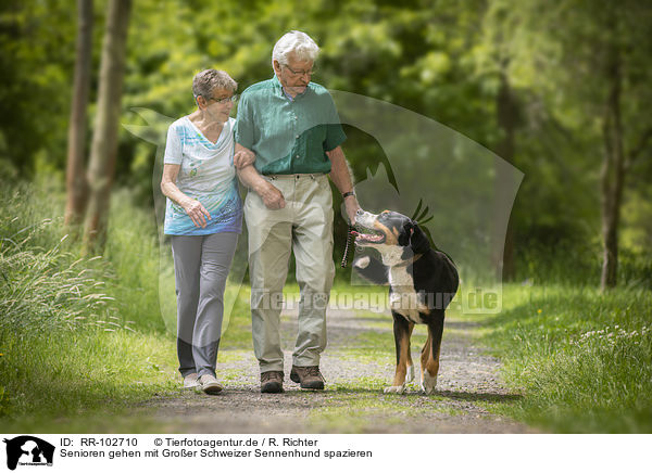 Senioren gehen mit Groer Schweizer Sennenhund spazieren / Seniors go for a walk with the Greater Swiss Mountain Dog / RR-102710