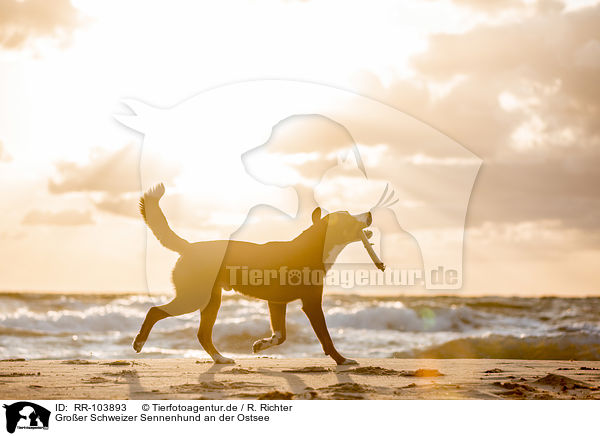 Groer Schweizer Sennenhund an der Ostsee / RR-103893
