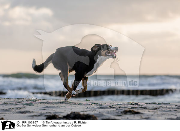 Groer Schweizer Sennenhund an der Ostsee / RR-103897