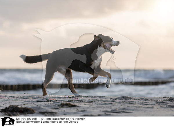 Groer Schweizer Sennenhund an der Ostsee / RR-103898