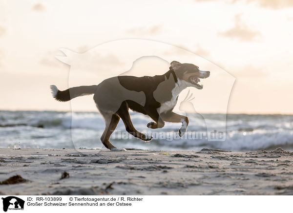 Groer Schweizer Sennenhund an der Ostsee / RR-103899
