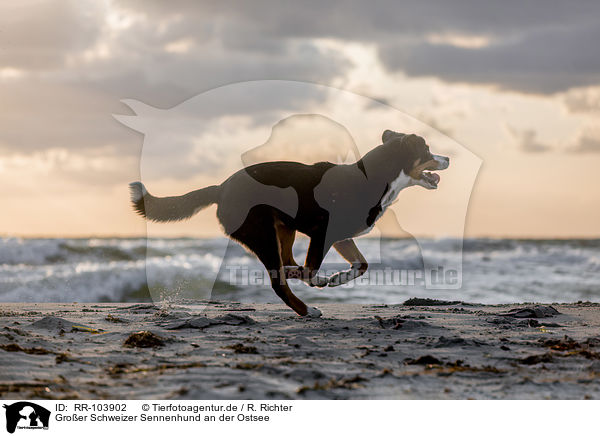 Groer Schweizer Sennenhund an der Ostsee / Great Swiss Mountain Dog at the baltic sea / RR-103902