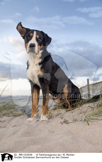 Groer Schweizer Sennenhund an der Ostsee / RR-103936