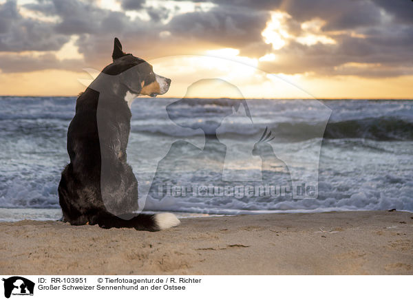 Groer Schweizer Sennenhund an der Ostsee / RR-103951