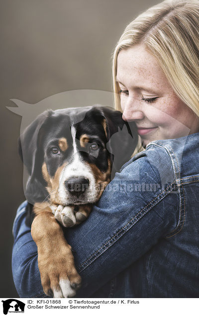 Groer Schweizer Sennenhund / Greater Swiss Mountain Dog / KFI-01868