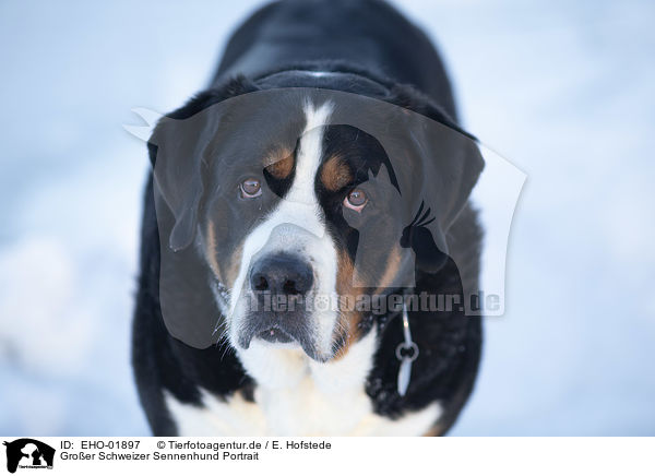 Groer Schweizer Sennenhund Portrait / EHO-01897