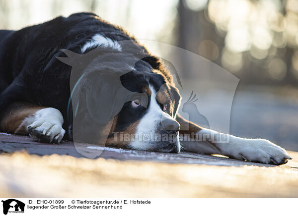 liegender Groer Schweizer Sennenhund / lying Great Swiss Mountain Dog / EHO-01899