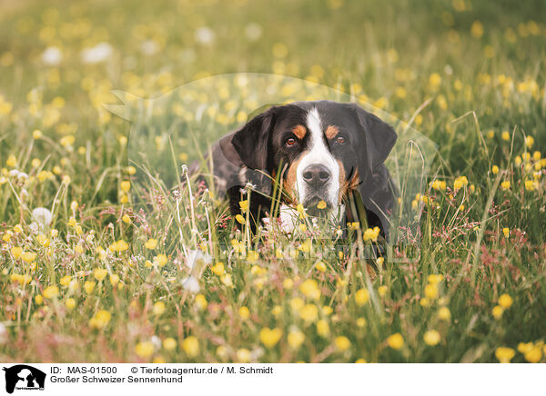 Groer Schweizer Sennenhund / Great Swiss Mountain Dog / MAS-01500