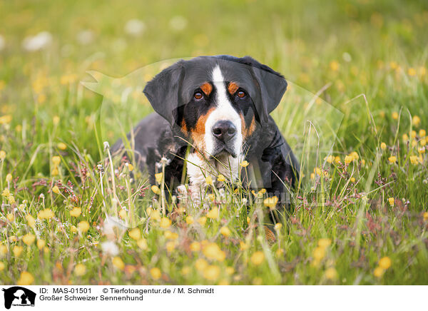 Groer Schweizer Sennenhund / Great Swiss Mountain Dog / MAS-01501