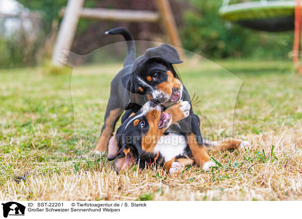 Groer Schweizer Sennenhund Welpen / Greater Swiss Mountain Dog Puppies / SST-22201