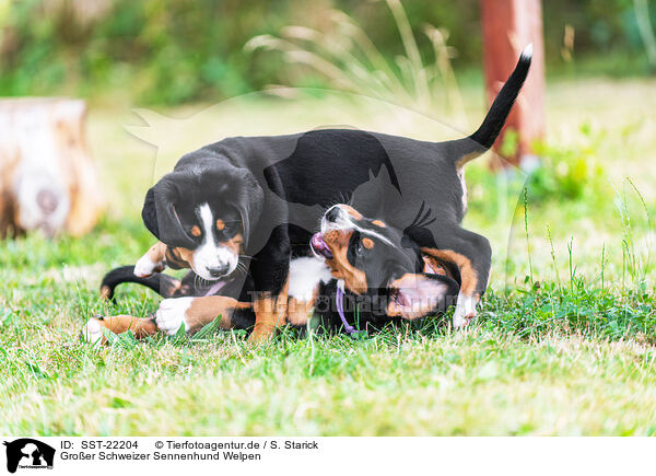 Groer Schweizer Sennenhund Welpen / Greater Swiss Mountain Dog Puppies / SST-22204