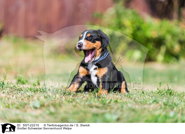 Groer Schweizer Sennenhund Welpe / Greater Swiss Mountain Dog Puppy / SST-22210