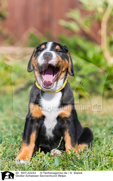 Groer Schweizer Sennenhund Welpe / SST-22223