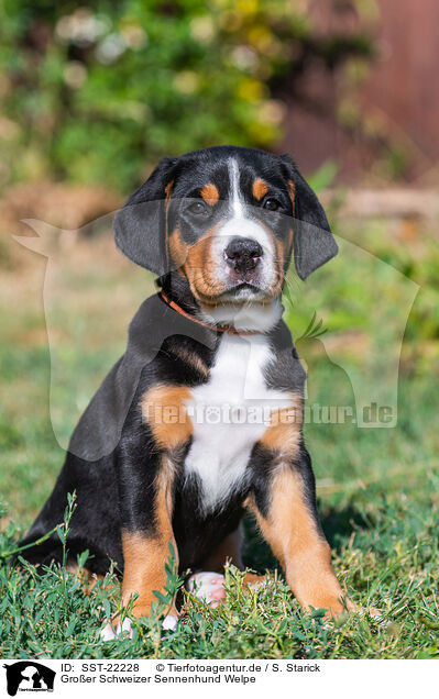 Groer Schweizer Sennenhund Welpe / SST-22228