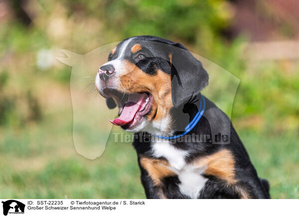 Groer Schweizer Sennenhund Welpe / SST-22235