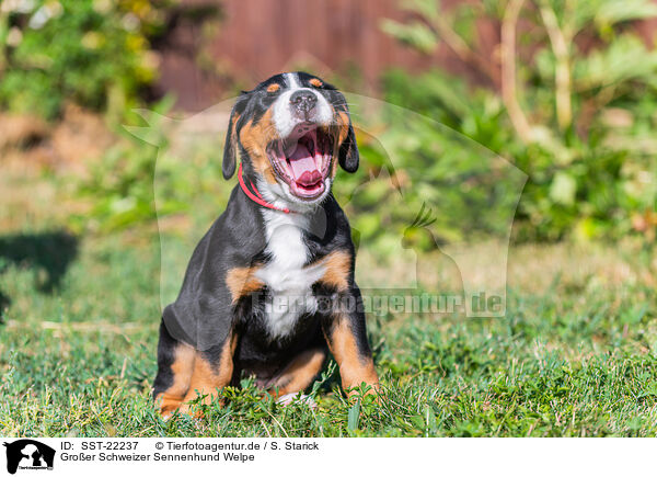 Groer Schweizer Sennenhund Welpe / SST-22237