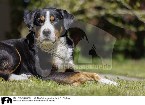 Groer Schweizer Sennenhund Rde / RR-104069